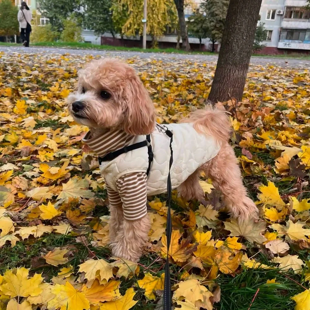 Small Dog Turtle Neck & Vest/Jacket Clothing Combo - Picture 3 of 3